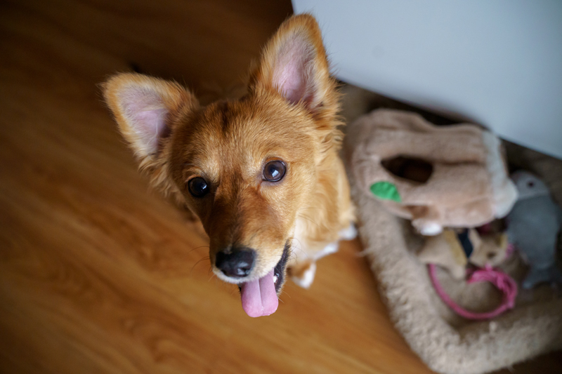 腾龙28-75镜头评测 腾龙28-80的镜头怎么样