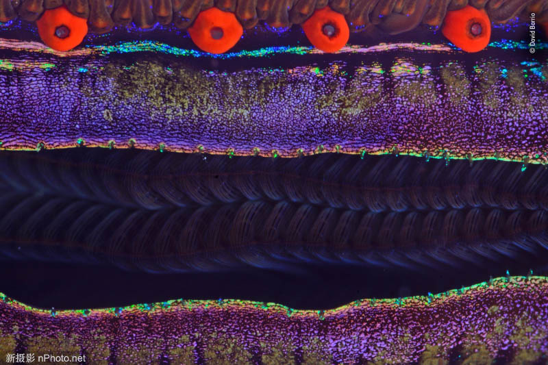 2020野生动物摄影大赛 2021年野生动物摄影比赛