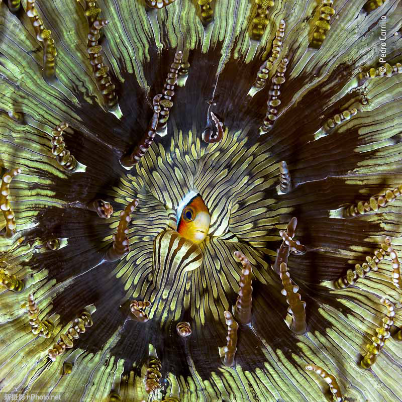 2020野生动物摄影大赛 2021年野生动物摄影比赛