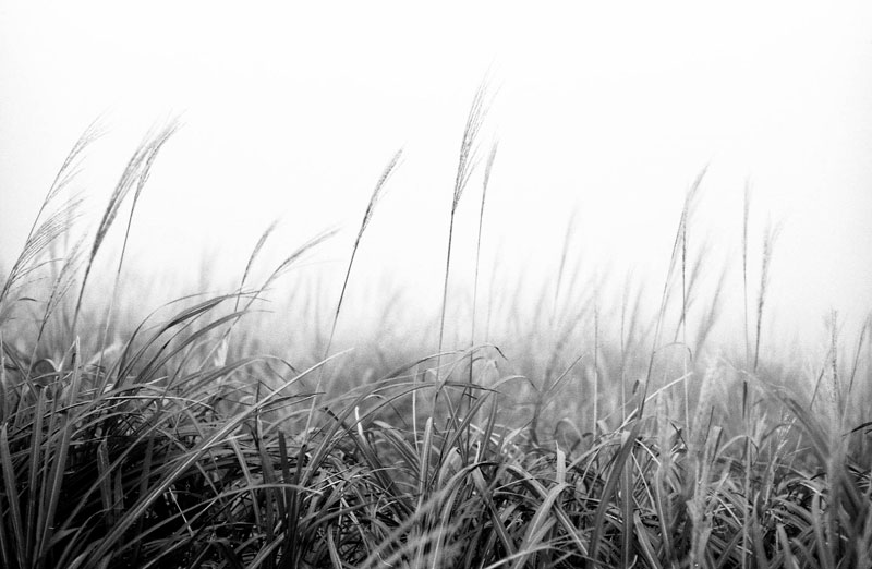 lomo黑白胶卷 vibe黑白胶卷