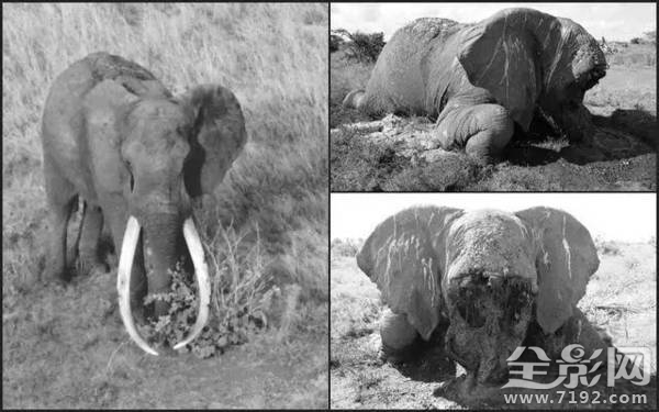 大象之王萨陶有多重 萨淘大象图3