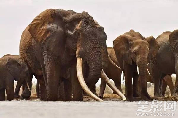 大象之王萨陶有多重 萨淘大象图2