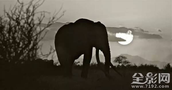 大象之王萨陶有多重 萨淘大象