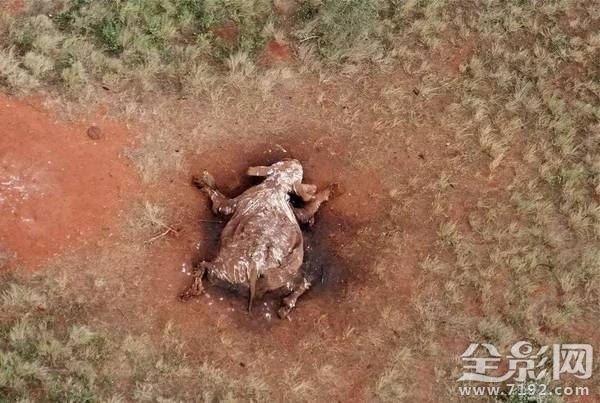 大象之王萨陶有多重 萨淘大象