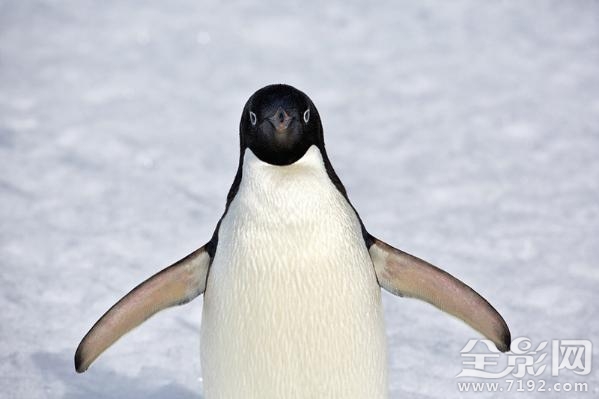摄影师花25年拍摄绝美南极照片视频 南极摄影作品图2