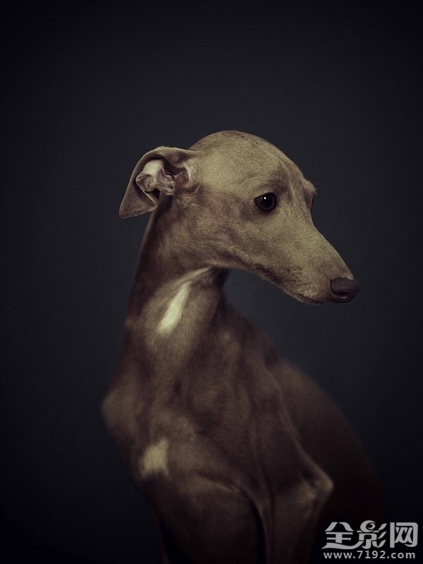 这组照片告诉你如何将爱宠拍出明星范儿的样子 怎样拍宠物好看图1