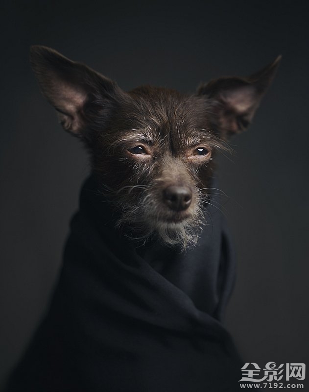 这组照片告诉你如何将爱宠拍出明星范儿的样子 怎样拍宠物好看图2