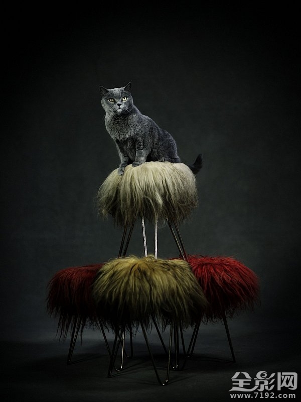 这组照片告诉你如何将爱宠拍出明星范儿的样子 怎样拍宠物好看图3