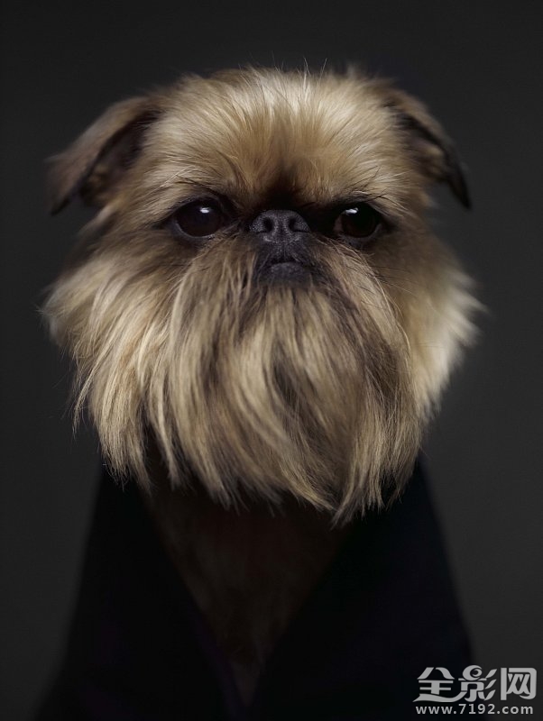 这组照片告诉你如何将爱宠拍出明星范儿的样子 怎样拍宠物好看