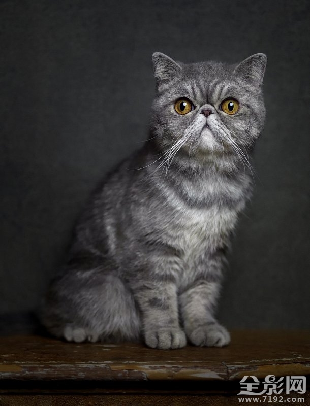 这组照片告诉你如何将爱宠拍出明星范儿的样子 怎样拍宠物好看