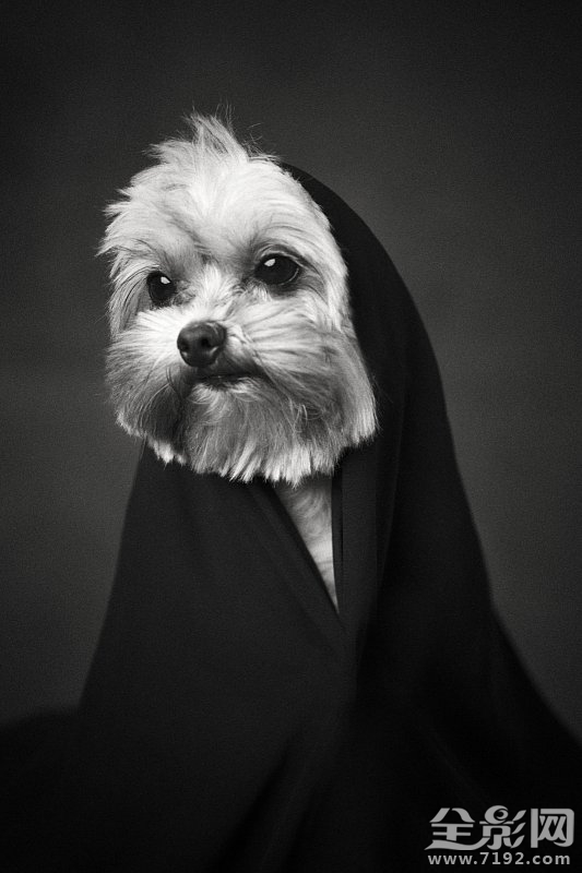 这组照片告诉你如何将爱宠拍出明星范儿的样子 怎样拍宠物好看