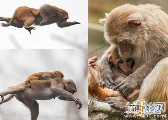 母猴子抱着小猴子 小猴子抱猴妈妈图2