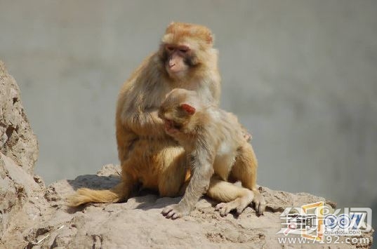 母猴子抱着小猴子 小猴子抱猴妈妈图3