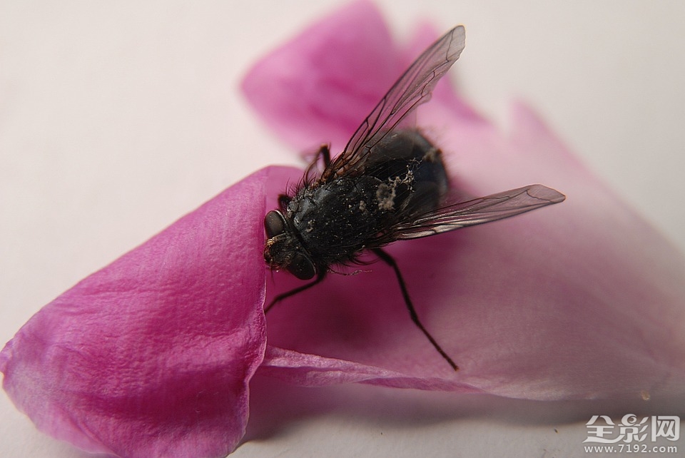 2021年昆虫微距摄影 昆虫微距拍摄技巧