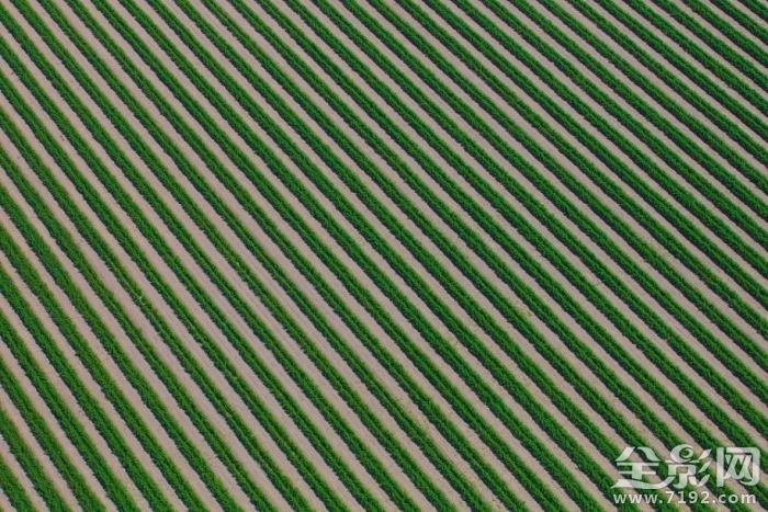澳大利亚的田野照 澳大利亚农业视频