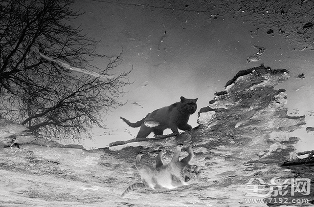 孤独的流浪猫 流浪孤独的人啊图2