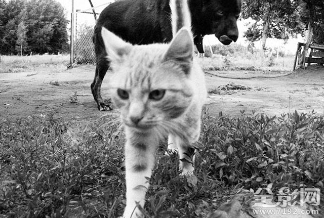 孤独的流浪猫 流浪孤独的人啊图3