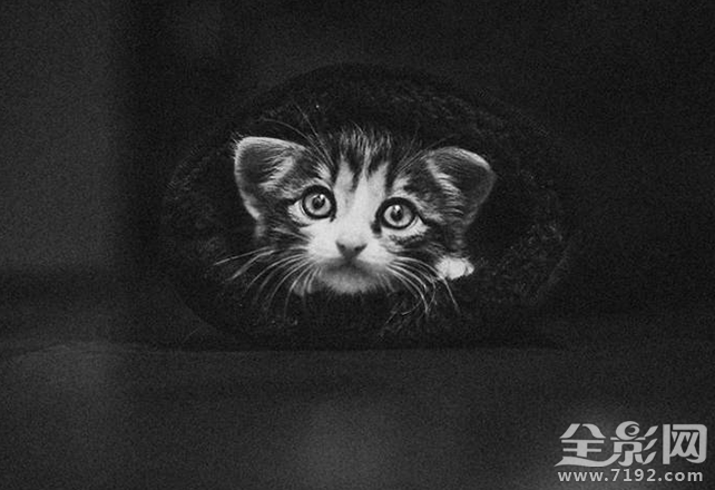 孤独的流浪猫 流浪孤独的人啊