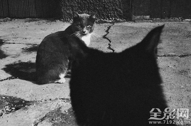 孤独的流浪猫 流浪孤独的人啊