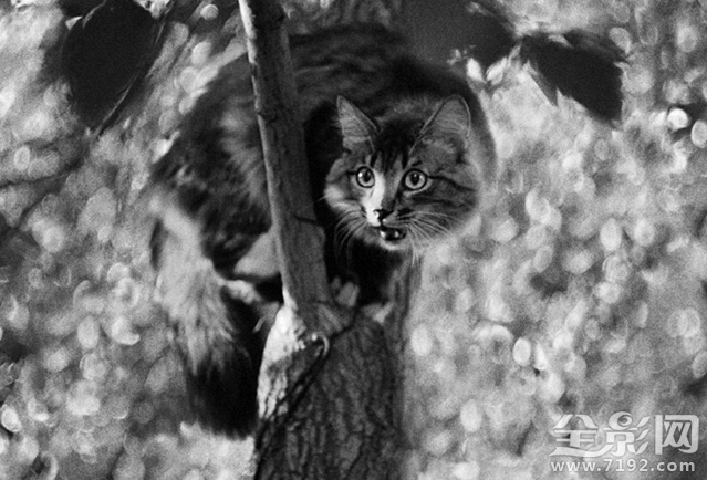 孤独的流浪猫 流浪孤独的人啊