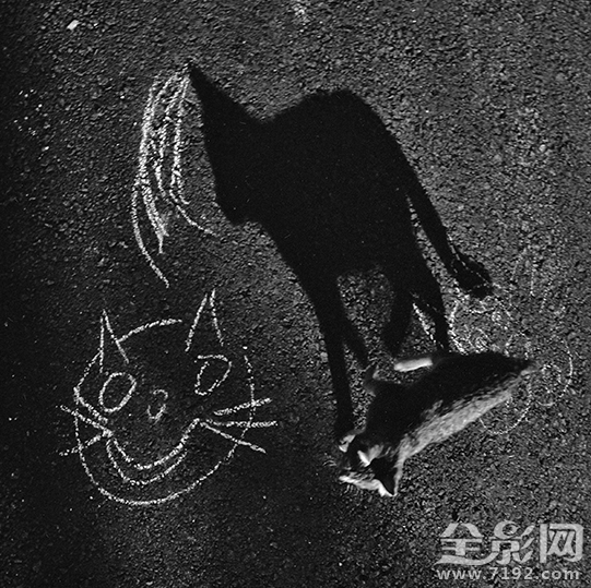 孤独的流浪猫 流浪孤独的人啊