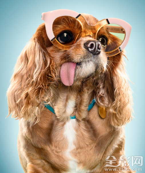 动物摄影照片 动物摄影背后的真相图2