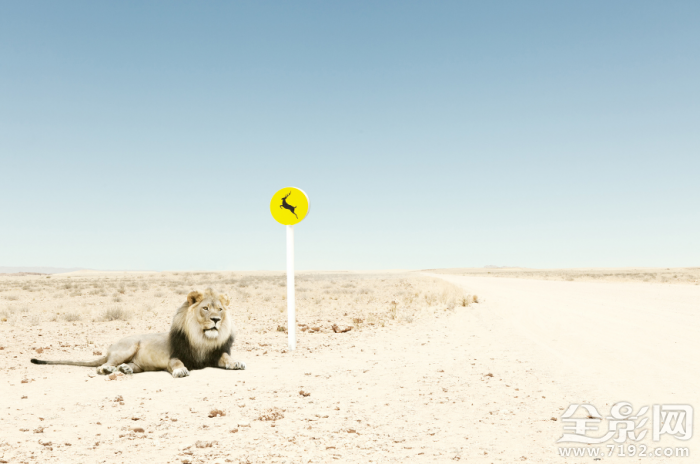 动物摄影照片 动物摄影背后的真相