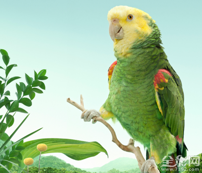 动物摄影照片 动物摄影背后的真相