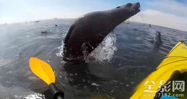 海豹与人类 和海豹合影