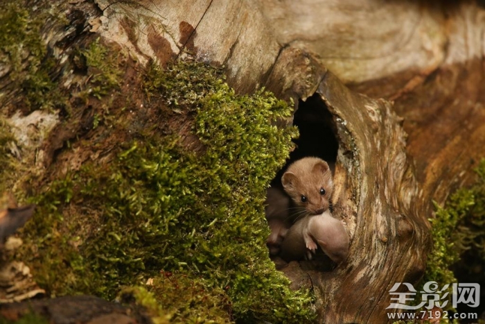 英国野生动物摄影大赛获奖作品欣赏图片 英国野生生物摄影年赛图1