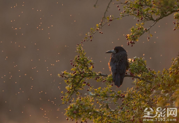 英国野生动物摄影大赛获奖作品欣赏图片 英国野生生物摄影年赛