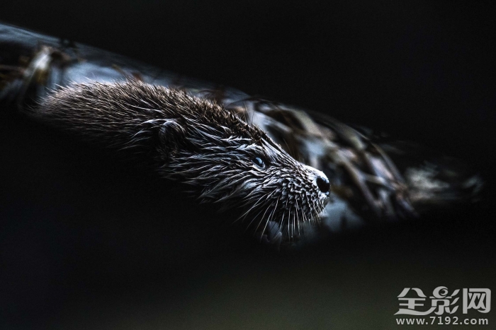 英国野生动物摄影大赛获奖作品欣赏图片 英国野生生物摄影年赛