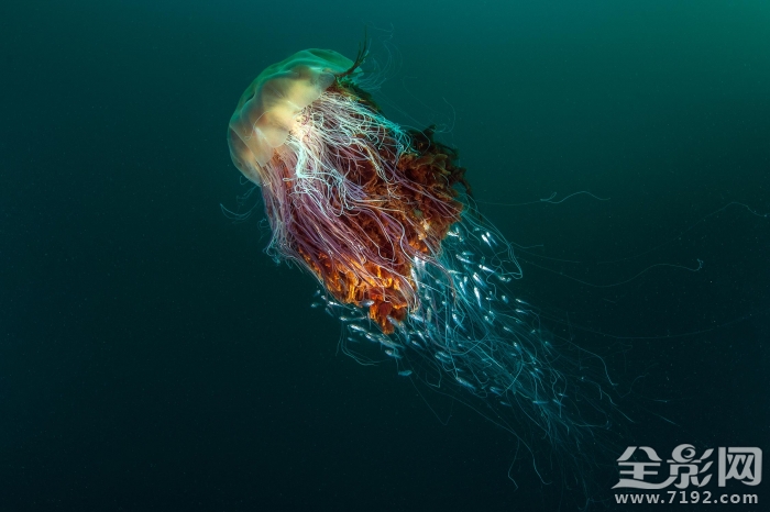 英国野生动物摄影大赛获奖作品欣赏图片 英国野生生物摄影年赛