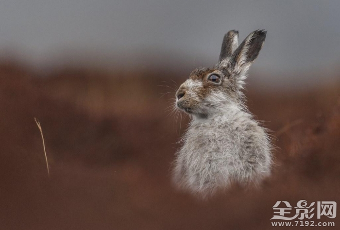 英国野生动物摄影大赛获奖作品欣赏图片 英国野生生物摄影年赛