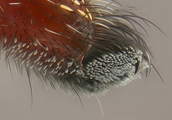 蜘蛛微距摄影作品 蜘蛛镜头图3