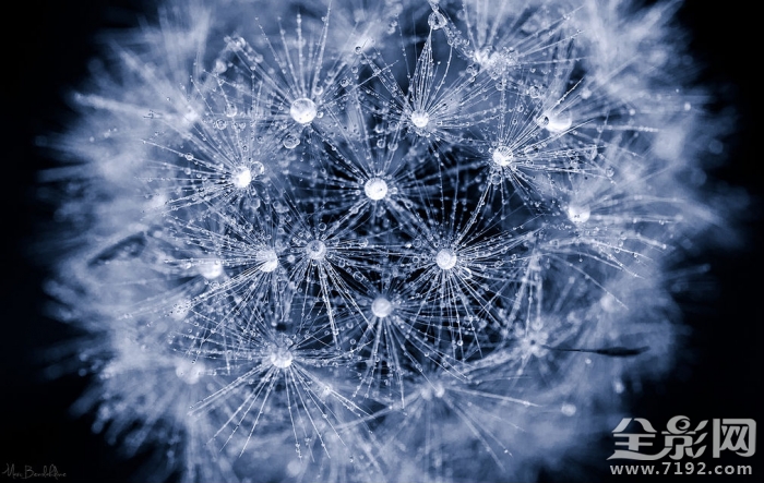 微距镜头下的植物与昆虫的区别 微距摄影大图植物图1