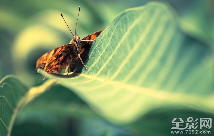 微距镜头下的植物与昆虫的区别 微距摄影大图植物图2