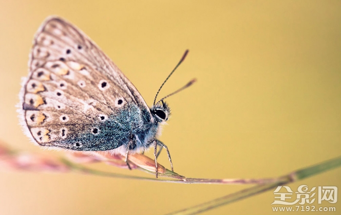 微距镜头下的植物与昆虫的区别 微距摄影大图植物图3