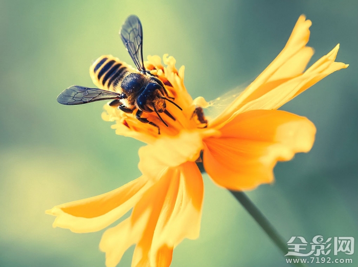 微距镜头下的植物与昆虫的区别 微距摄影大图植物
