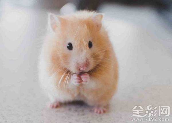 小动物拍照片 给动物照相图1