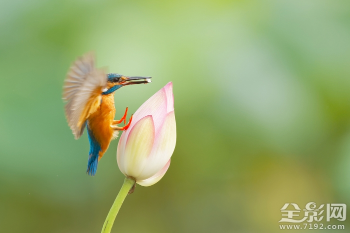 荷花翠鸟图片 荷花翠鸟图轴图1