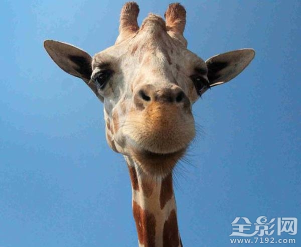 小动物拍照片 给动物照相图3