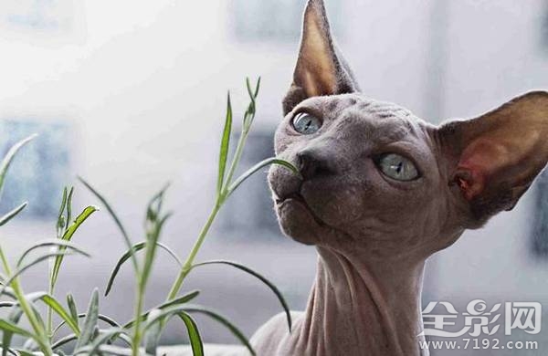 小动物拍照片 给动物照相