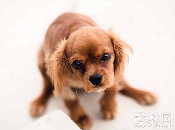 小动物拍照片 给动物照相