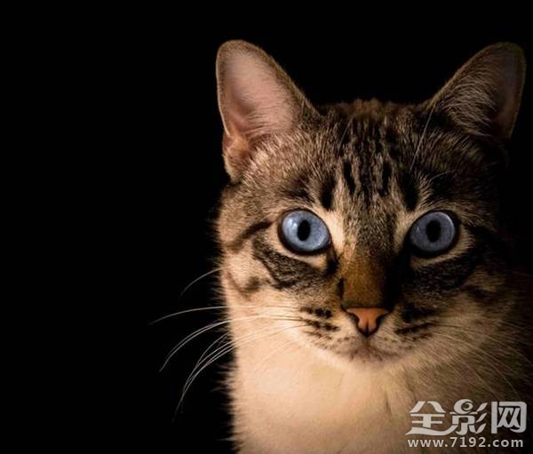 小动物拍照片 给动物照相