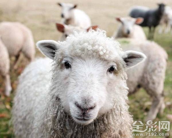 小动物拍照片 给动物照相
