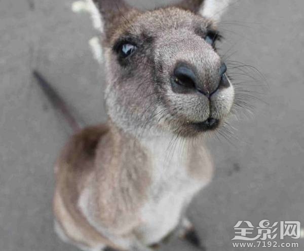 小动物拍照片 给动物照相