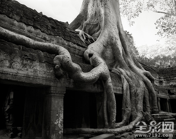 古树时间的肖像 古树记载图3