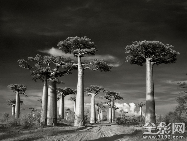 古树时间的肖像 古树记载图1