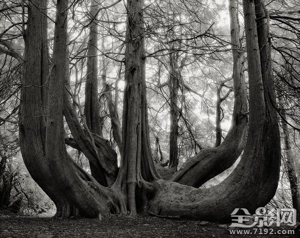 古树时间的肖像 古树记载